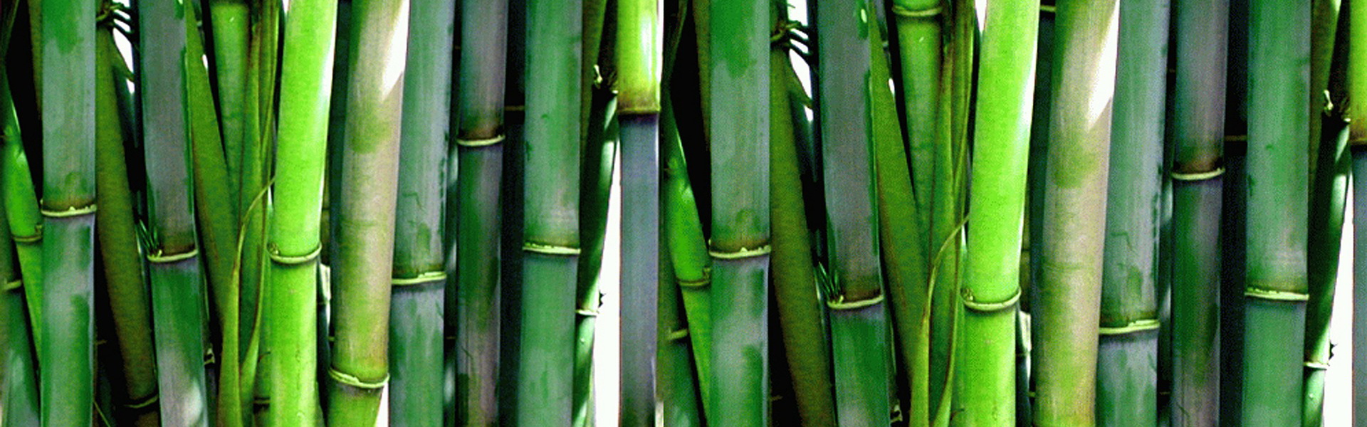 main_bambusz.png